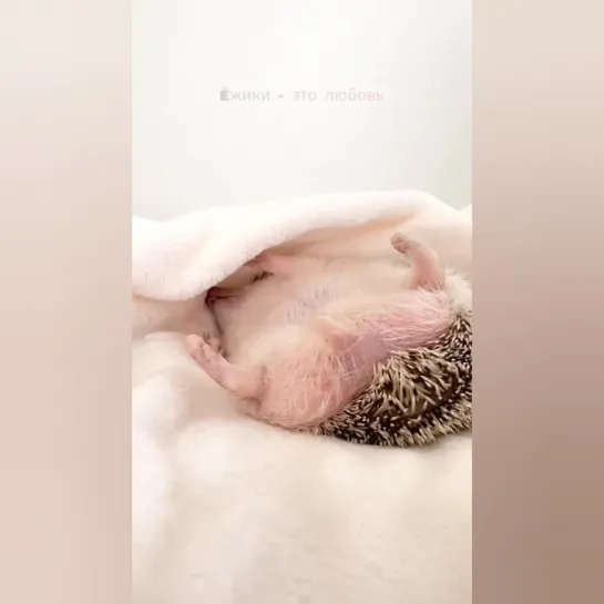 Розовопузиковый релакс. 🥰🦔