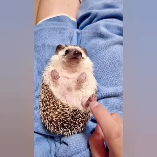 Щекочим пяточки ежику. 🥰🦔