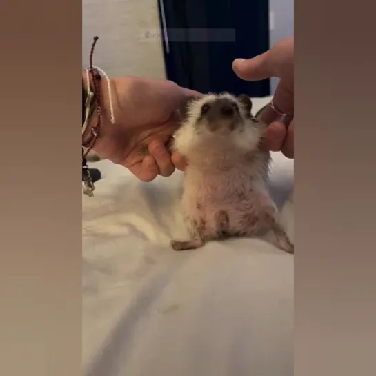 Танцульки Банани и Гуавки. 🦔🦔