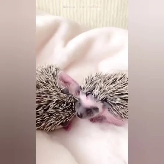 Два маленьких каштанчика. 🦔🦔