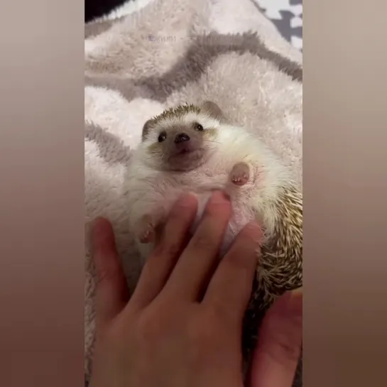 Мягкопузиковый колючий пирожочек. 🦔👀