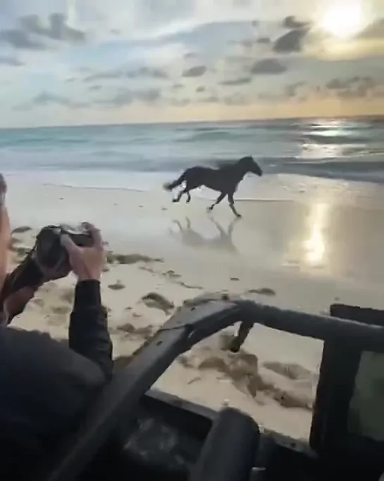 🐎 Великолепный бегущий жеребец на свободе Тулум, Мексика