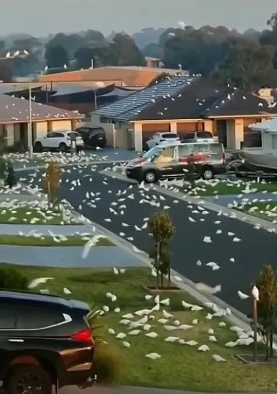 🦜Нашествие попугаев в пригороде Сиднея