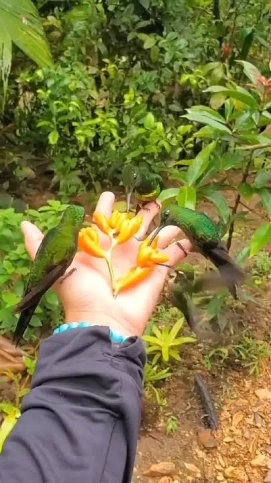 🐣 Маленькие, но очень красивые птички колибри