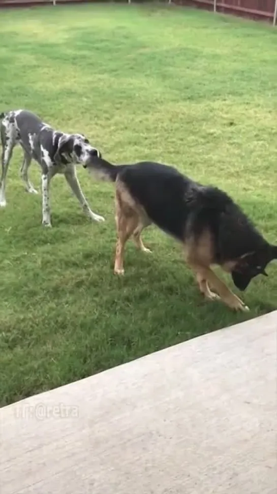 🐶 Собаки маленькие и сейчас