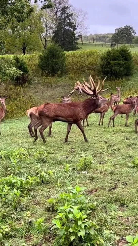 Голос оленя 🦌