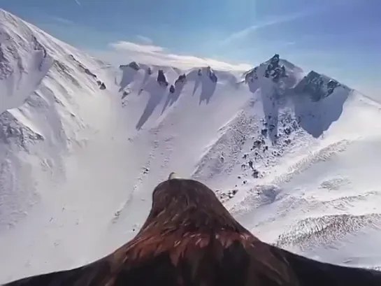 🦅 Захватывающий вид с высоты птичьего полёта