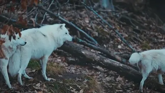 Ummet Ozcan - The Forest Song