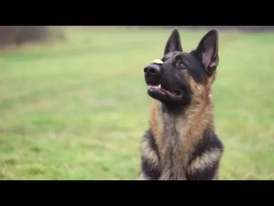 German shepherd Lexus (Ares Slovraj) - Tricks