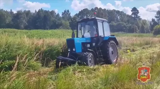 🌿В Подмосковье недалеко от деревни Расловлево обнаружена целая плантация конопли — почти 3,5 га