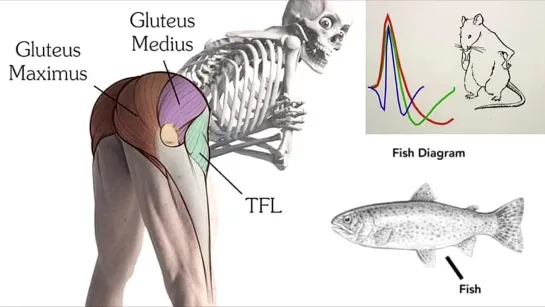 science diagrams that look like shitposts with umineko music