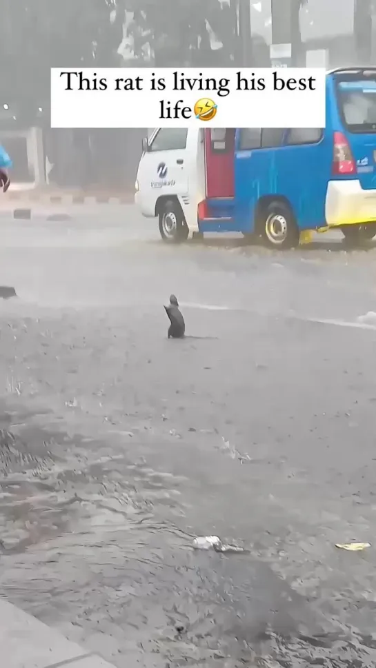 ☔️Сейчас бы тоже радоваться дождю, а не вот это вот всё