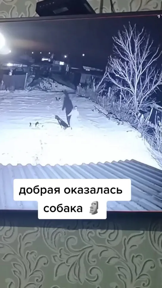 Собака