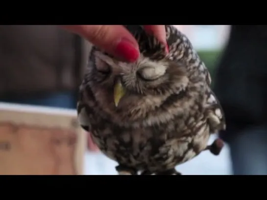 Lovely owl