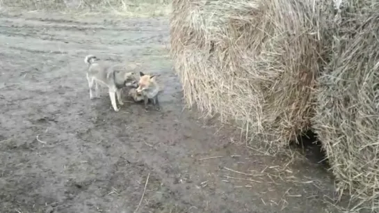 ЛИСА ЗАГУЛЯЛА С СОБАКАМИ