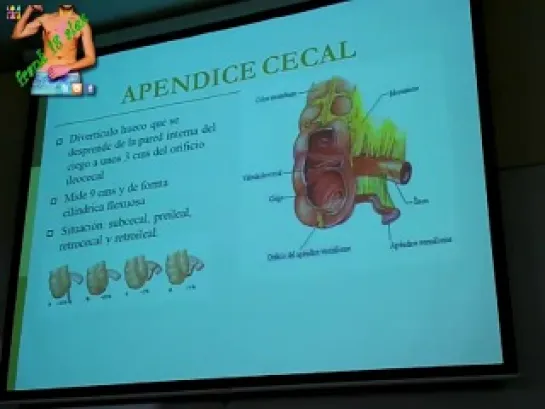 Anatomía - Intestino Delgado Y Grueso