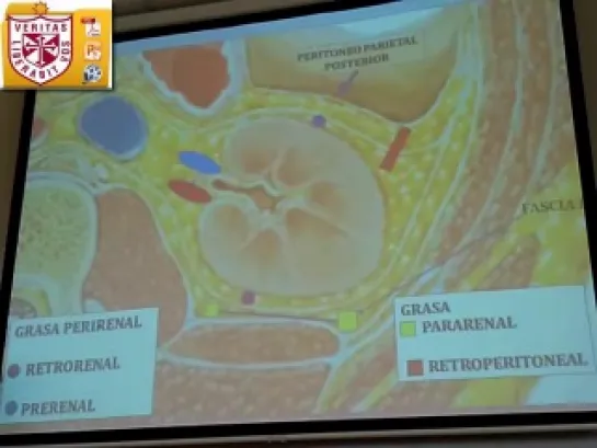 Anatomía - Riñon