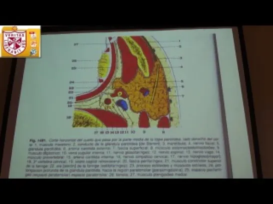 Anatomía - Faringe y Esofago