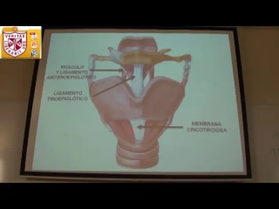 Anatomía - Laringe y Traquea