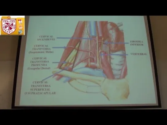 Anatomía - Irrigación e inervación del cuello