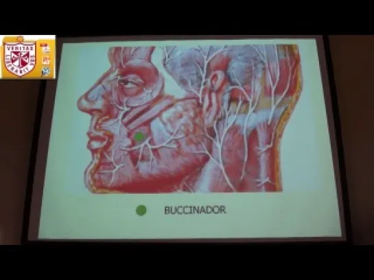 Anatomía - Reg Superficial de la Cara