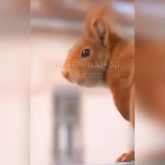 Это самое милое видео ❤  🐿 Белка свила гнездо прям у окна и у нее родились там бельчата.