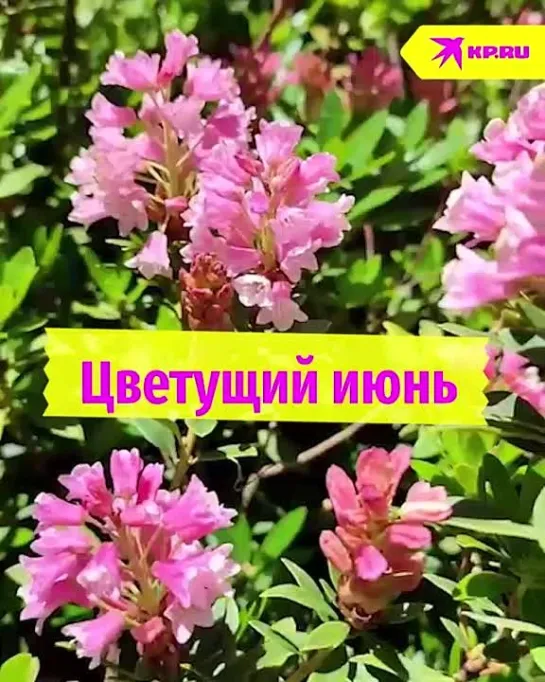 Цветущий июнь