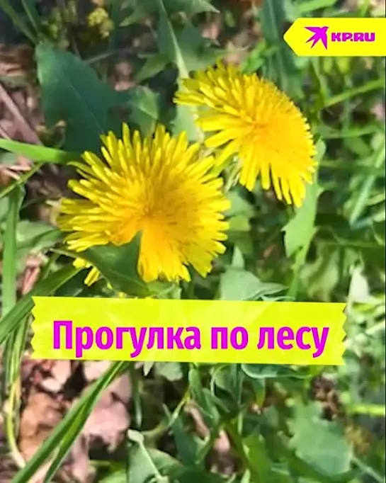 Прогулка по лесу