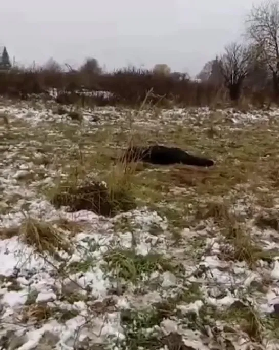 В Кузбассе неуловимый голодный медведь загрыз очередную корову, это уже восьмая по счёту