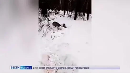 🔞🐕🐕🐕 Загрызли табун косуль... 🦌🦌🦌