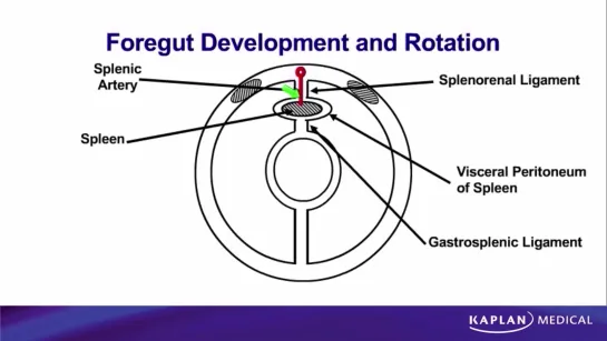 30. Anatomy - Sec II Abdomen, Pelvis, and Perineum - Development of the Spleen