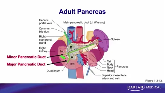 29. Anatomy - Sec II Abdomen, Pelvis, and Perineum - Pancreas and Duodenum Development