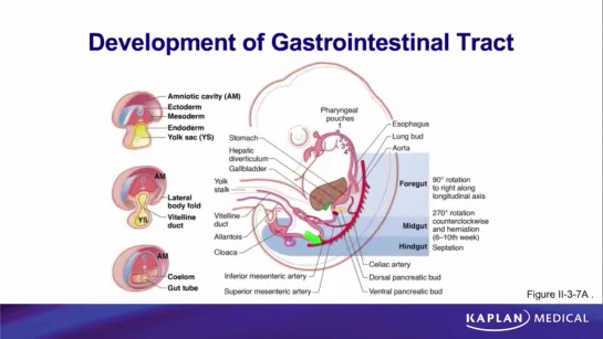 27. Anatomy - Sec II Abdomen, Pelvis, and Perineum - Embryology of Gut Tube