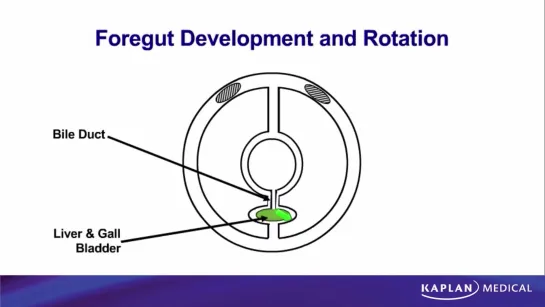 28. Anatomy - Sec II Abdomen, Pelvis, and Perineum - Foregut development