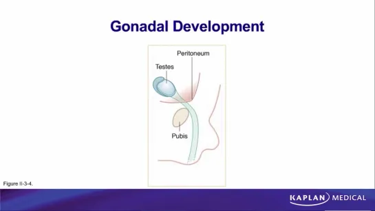 26. Anatomy - Sec II Abdomen, Pelvis, and Perineum - Descent of Testis and Femoral Hernia