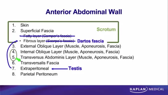 24. Anatomy - Sec II Abdomen, Pelvis, and Perineum - Abdominal Wall