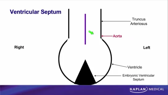 18. Anatomy - Sec II Thorax - Ventricular Septum