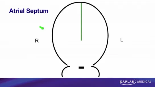 16. Anatomy - Sec II Thorax - Development of Atrial Septums