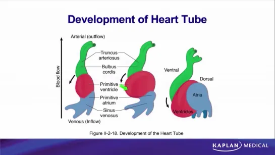 15. Anatomy - Sec II Thorax - Development of Heart