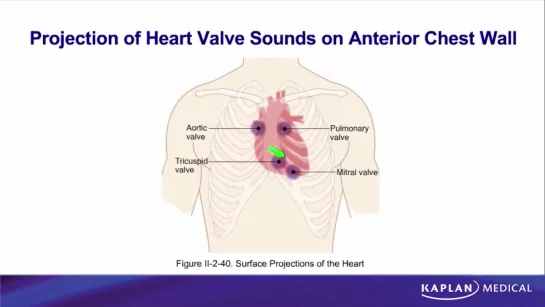 14. Anatomy - Sec II Thorax - Heart