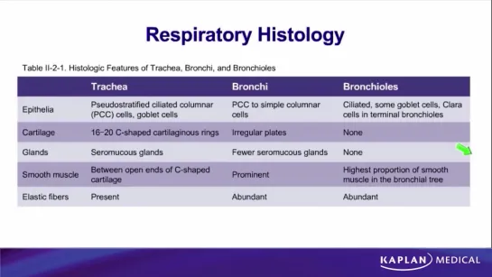 13. Anatomy - Sec II Thorax - Lungs