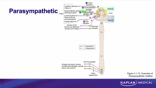 11. Anatomy - Sec II Back and Autonomic Nervous System - Parasympathetic Nervous System