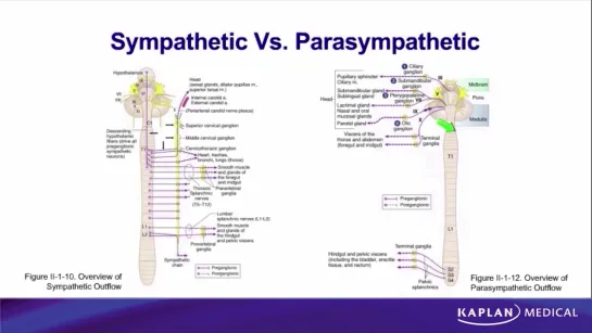 9. Anatomy - Sec II Back and Autonomic Nervous System - Autonomic Nervous System