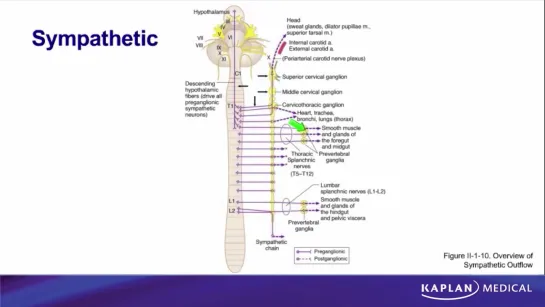 10. Anatomy - Sec II Back and Autonomic Nervous System - Sympathetic Nervous System