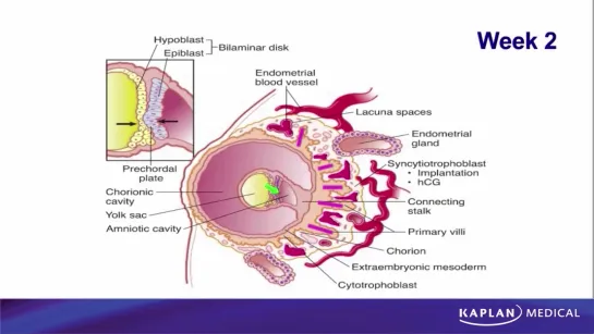 3. Anatomy - Sec I Week 2 Formation of the Bilaminar Embryo - Week 2 Formation of the Bilaminar Embryo