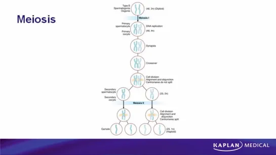 1. Anatomy - Sec I Gonad Development - Gonad Development