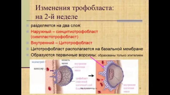 Эмбриология. Зародышевый период. 2-я фаза гаструляции