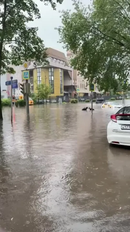 в Москве водители в большой луже голыми руками чистят ливневки