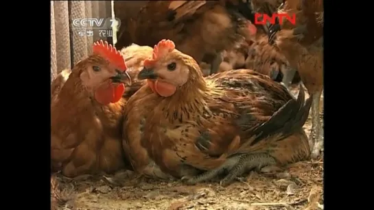 🍃🐓 Фэнсянская зеленоногая курица Но-Май. Технология успеха. 🐔🍃