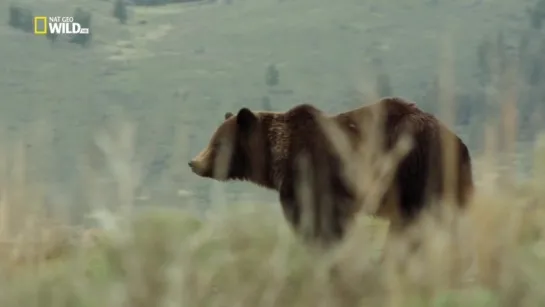 NG: Национальные парки Америки. Йеллоустоун / America's National Parks. Yellowstone (2015)